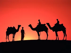 Camel Wallpapers Screenshot 2