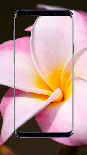 Plumeria Flower Wallpapers Screenshot 3