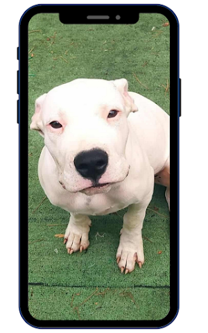 Dogo Argentina Wallpapers Screenshot 1
