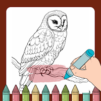 Owl Coloring Book