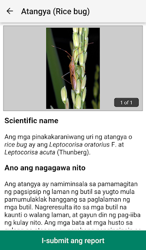 Rice Doctor Tagalog Screenshot 3