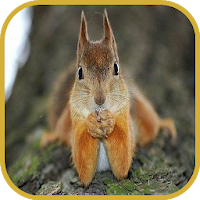 Squirrels