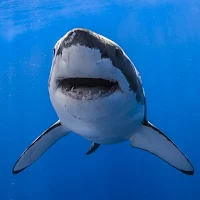 Shark Wallpapers