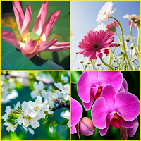Cherry Blossom,Gerbera,Lotus,Pink Flower Wallpaper