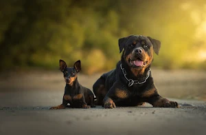 Rottweiler Dog Wallpapers Screenshot 2