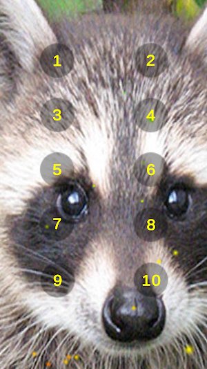 Raccoon Growl Raccoon Sounds Screenshot 1