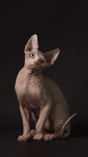 Sphynx Wallpapers Screenshot 3