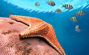 Starfish Wallpapers Screenshot 2