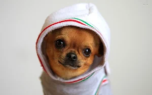 Chihuahua Dog Wallpapers Screenshot 1