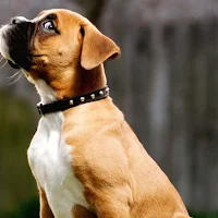 Boxer Dogs Wallpapers