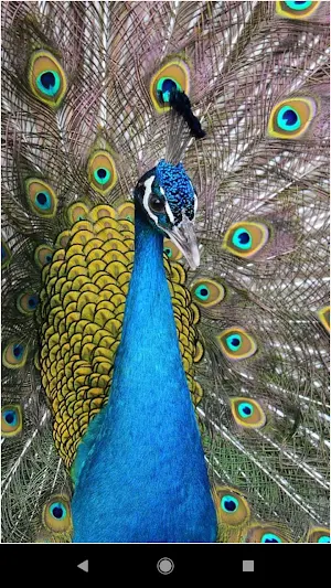 Colorful Peacock Backgrounds Screenshot 2