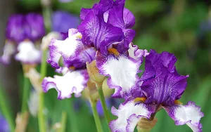 Iris Flower Wallpapers Screenshot 3
