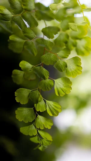Maidenhair Fern Wallpaper Screenshot 3