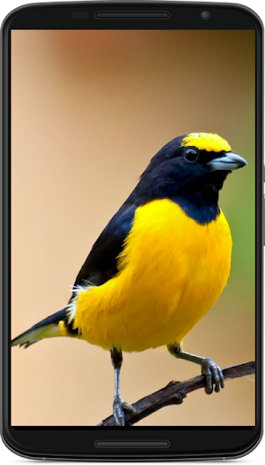 birds wallpaper Screenshot 2