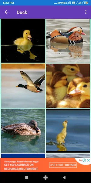 Duck, Flamingo, Parrot, Pigeon Wallpapers Screenshot 0