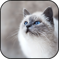 Kitten wallpapers
