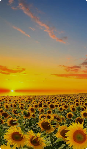 Sunflower Wallpaper 2024 Screenshot 2