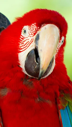 Parrot -Wallpapers,Puzzle Screenshot 0
