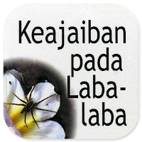 Keajaiban Pada Laba-Laba