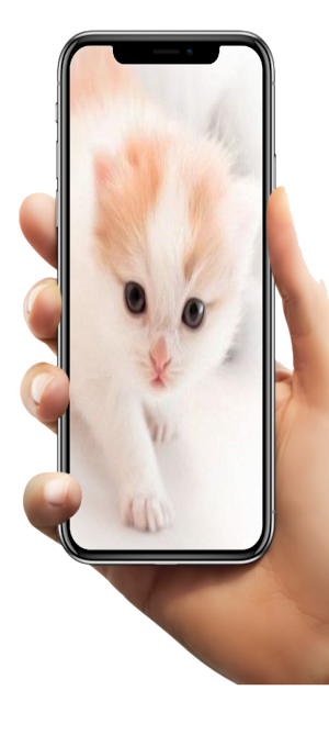 Kitten Wallpaper HD Screenshot 0