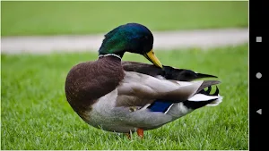 Colorful Duck Backgrounds Screenshot 0