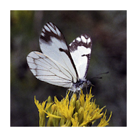 Forest Insect Pests