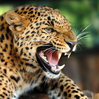 Leopard Sounds