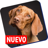 Guia para entrenar perros, adiestramiento canino