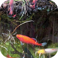 Koi Video Live Wallpaper FREE
