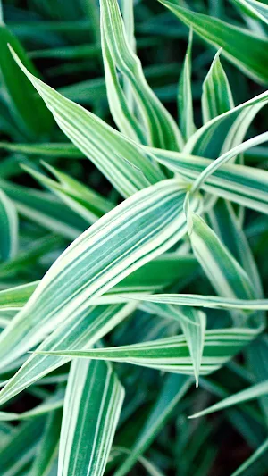 Spider Plant Wallpaper Screenshot 2