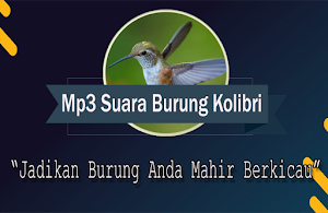 Suara Burung Kolibri Pikat Screenshot 0