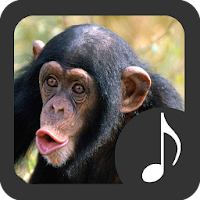 Monkey Sounds