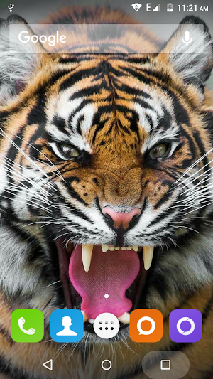 Tiger Hd Wallpapers Screenshot 0