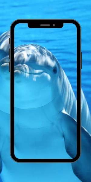 Wallpaper Dolphin Fish Screenshot 0