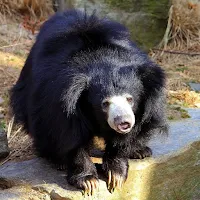 Sloth Bear