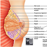Breast - Anatomy