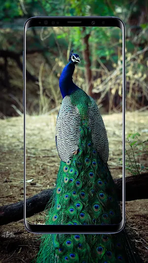 Peacock Wallpapers Screenshot 3