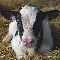 Purina Milk Calculator