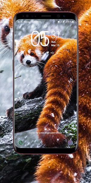 Red Panda Wallpaper Screenshot 1