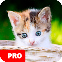 Kitten Wallpapers PRO