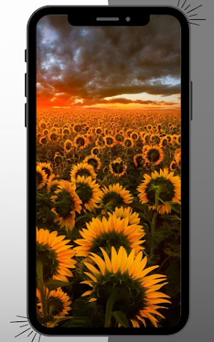 Sunflower Wallpaper Screenshot 0