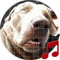 Snoring dog sounds ~ Sboard.pro