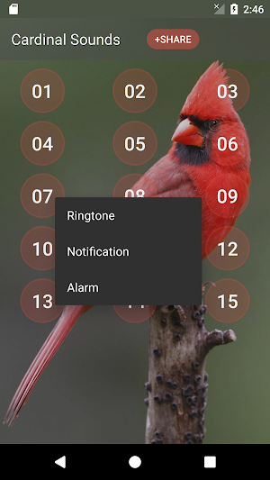 Cardinal bird sounds Screenshot 2
