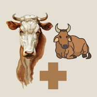 Cattle Diseases And Treatment