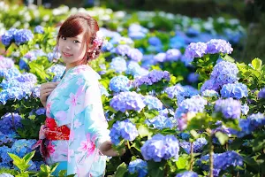 Hydrangea Wallpapers Screenshot 1