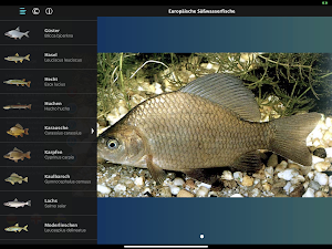 Europäische Süßwasserfische Screenshot 1