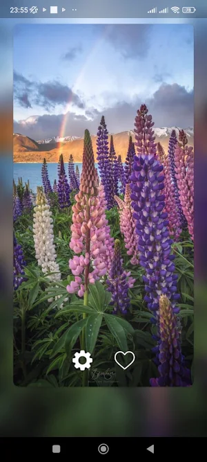 Lupine Flower WalL Screenshot 3