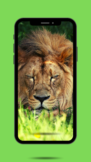 Lion Ringtone Screenshot 0