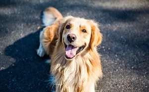 Golden retriever wallpapers Screenshot 3