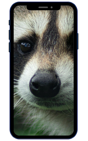 Raccoon Wallpapers Screenshot 3